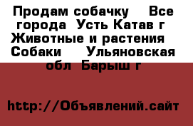 Продам собачку  - Все города, Усть-Катав г. Животные и растения » Собаки   . Ульяновская обл.,Барыш г.